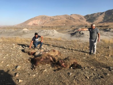 Sokak Köpekleri 30 Koyunu Telef Etti