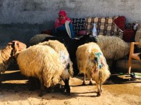 SABRİ ÖZDEMİR - Sokak Köpekleri Sürüye Saldırdı, 30 Koyun Telef Oldu