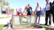 TURNA BALIĞI - Ulusal Turna Balığı Tutma Yarışması