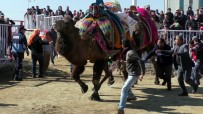 YALıKAVAK - Ege, Marmara Ve Akdeniz Bölgesi Deve Güreşi Takvimi Belirlendi