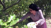 İBRAHİM BAYRAK - Elmaları Değerlendirmek İçin Başladı Şimdi Türkiye'ye Satıyor