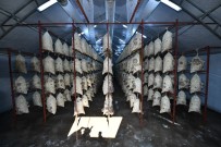 İSTIRIDYE - İstiridye Mantarı Adeta Vitamin Deposu