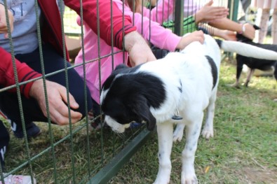 Kağıthane'de Çocuklardan Hayvanlara Mektup Rekoru