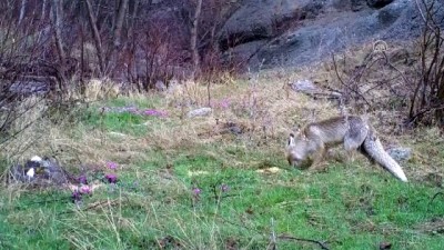 Ordu'da Yaban Hayatı 'Fotokapan'la Görüntülendi