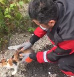 İTFAİYE MERDİVENİ - Ağaçta Mahsur Kalan Kedi İçin Seferber Oldular