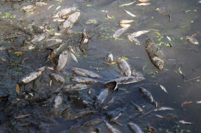 Bolu'da Yüzlerce Balık Telef Oldu