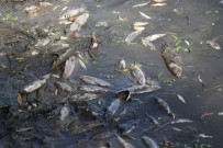 CENGIZ ÜNSAL - Bolu'da Yüzlerce Balık Telef Oldu