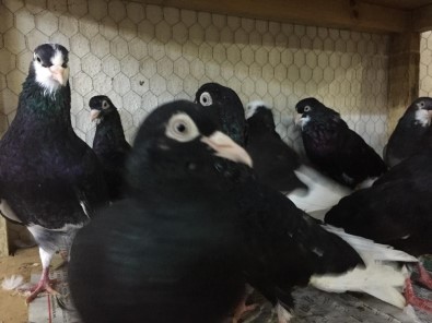 Bursa Oynar'ı Görücüye Çıktı