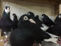 BELGESEL - Bursa Oynar'ı Görücüye Çıktı