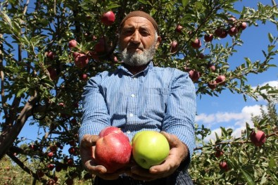 (Özel) Aynı Ağaçta Hem Yeşil Hem Kırmızı Elma Yetiştirdi