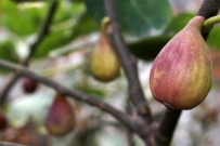 (Özel) Van'da İncir Yetiştirildi