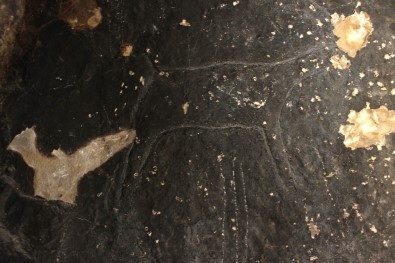 Taş Devri İnsanları Tarafından 42 Bin Yıl Önce Çizildi