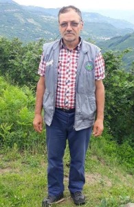 Üzerine Ağaç Düştü, Kopan Bacağı Bulunamadı