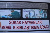 Başıboş Hayvanlar Aşılandı