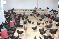 TAVUK ÇİFTLİĞİ - Irgatlığı Bıraktı Tavuk Çiftliği Kurdu