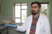 FıRAT ÜNIVERSITESI - Kaplumbağanın Kırılan Kabuğu 'Çivi  Ve Telle' Birleştirildi