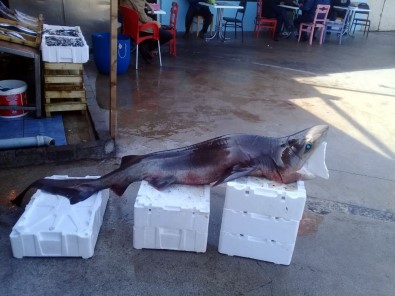 Mudanyalı Balıkçılar Dev Köpek Balığı Yakaladı