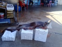 KÖPEK BALIĞI - Mudanyalı Balıkçılar Dev Köpek Balığı Yakaladı