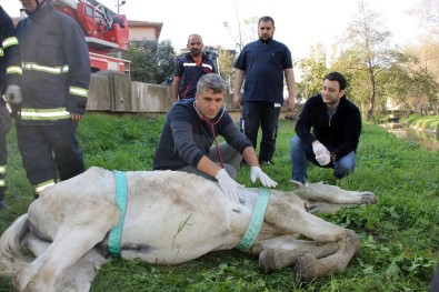Yalova'da Ölüme Terk Edilen Atın İmdadına Belediye Koştu