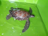 CARETTA CARETTA - Yaralı Carettta Caretta Tedavi Altına Alındı