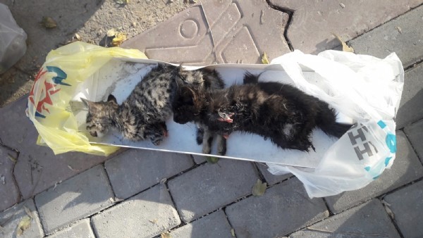 Başkent'te vahşet