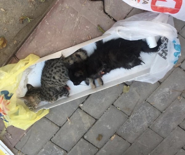 Başkent'te vahşet