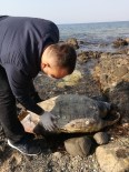 CARETTA CARETTA - Aliağa'da Caretta Caretta Sahilde Ölü Bulundu