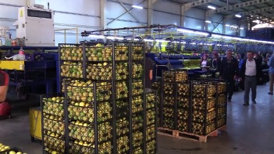 Limonda Üretim Arttı Fiyatlar Düştü