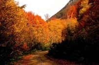 ARBORETUM - Türkiye'nin En Büyük Blok Ormanlarını Barından Yenice'de Sonbahar Güzelliği
