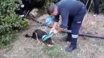 KÖPEK YAVRUSU - Kuyuya Düşen Yavru Köpekleri İtfaiye Kurtardı