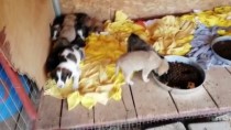 YAVRU KÖPEK - Yavru Köpekleri Çuvala Koyup Bakımevi Kapısına Bıraktılar