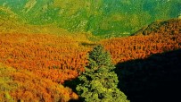 ARBORETUM - Yenice Ormanlarında Sonbahar Güzelliği