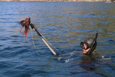 Antalya'da Zıpkıncılar, İşgalci Ve Zehirli 'Aslan Balığı' İçin Daldı