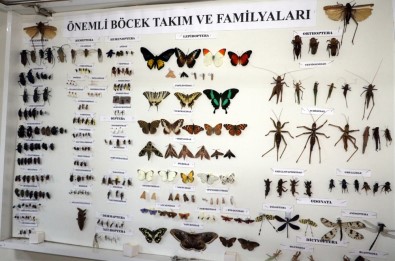 Bu Da 'Böcek Müzesi'