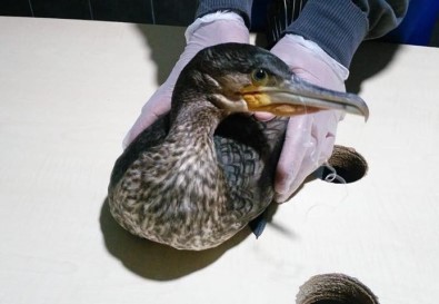 Midesinde 2 Olta Kancası Bulunan 'Karabatak' Kurtarıldı