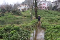 MUSA DEMIRCI - Rize'de Şiddetli Yağmur Nedeniyle Tarım Arazilerini Ve Bir Evi Su Bastı