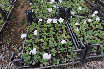 Süs Bitkileri İhracatında Yılsonu Hedefi; 100 Milyon Dolar