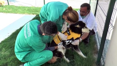 Yaralı Sokak Hayvanlarına Masajlı Ve Havuzlu Tedavi