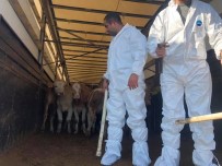 NAIF YAVUZ - 20 Genç Çiftçiye 100 Büyükbaş Hayvan Dağıtıldı