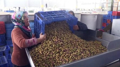 Akhisar'da 'Domat Zeytini' Mesaisi