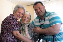 Ayvalık'ta Bir Çınar Daha Devrildi