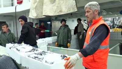 Batı Karadeniz'de Hamsi Sezonu Bereketli Başladı