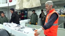 AVCILIK - Batı Karadeniz'de Hamsi Sezonu Bereketli Başladı