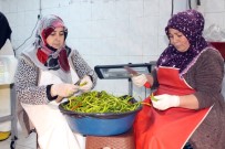 SÜLEYMAN ELBAN - Ağrılı Kadınlar Günde 1,5 Ton Turşu Üretiyor