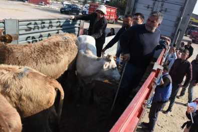 Aydın'da 221 Genç Çiftçinin Hayvanları Dağıtılmaya Başlandı