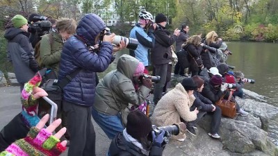 Central Park'ın Davetsiz Misafiri Mandarin Ördeği Parkın Maskotu Oldu