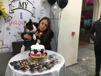 Çok Sevdiği Köpeğinin Birinci Yaşını Doğum Günü Pastası İle Kutladı