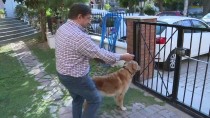 APARTMAN YÖNETİCİSİ - Köpeğin Apartmandan Tahliyesi Yargıtaydan Döndü