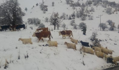 Tunceli'nin İlçelerinde Kar Etkili Oldu