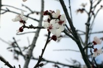 MUSTAFA KÖSE - Yozgat'ta Erik Ağacı Çiçek Açtı